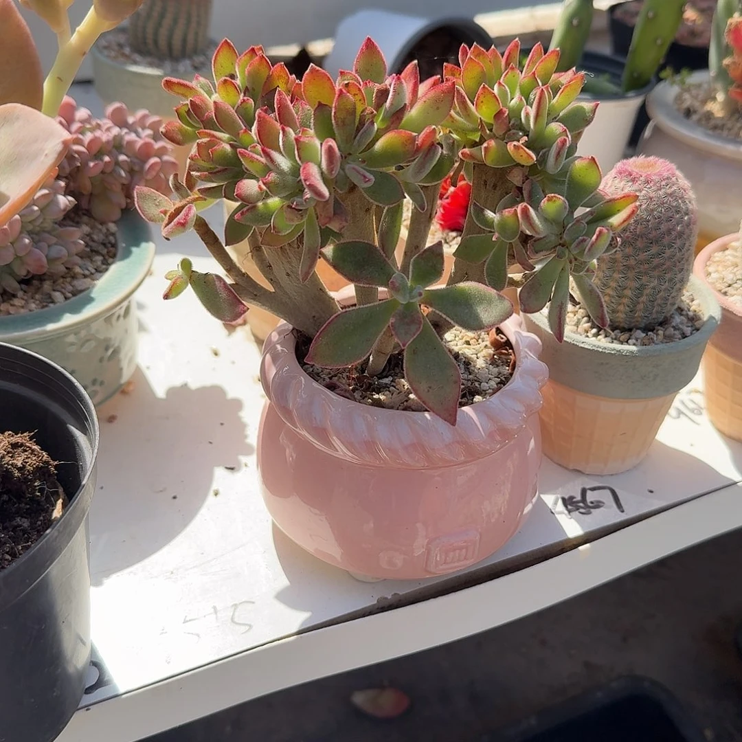 景晃星缀化粉色花盆多肉