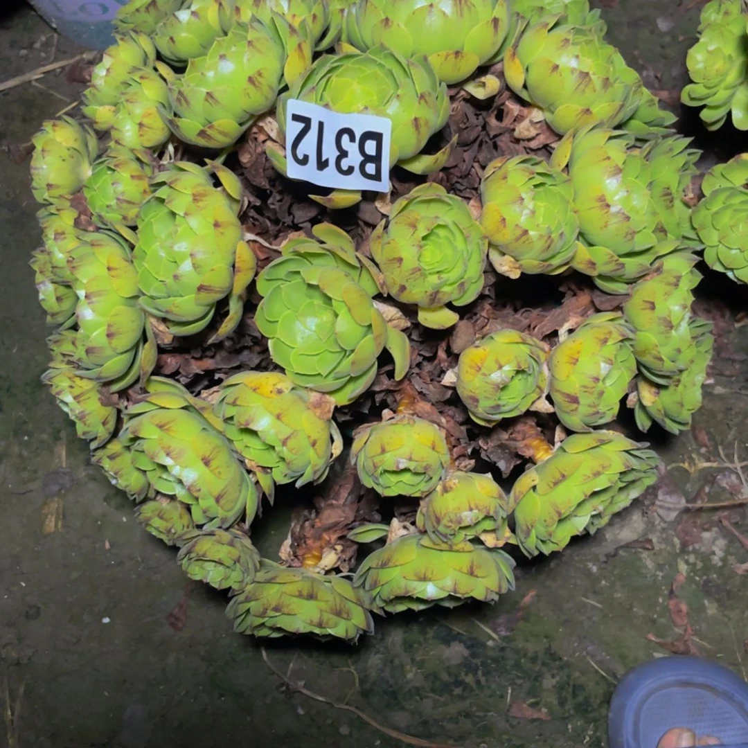 万拉丝14/外包邮法师