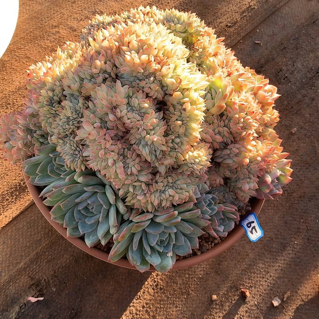 65沙沙女王  一物一拍