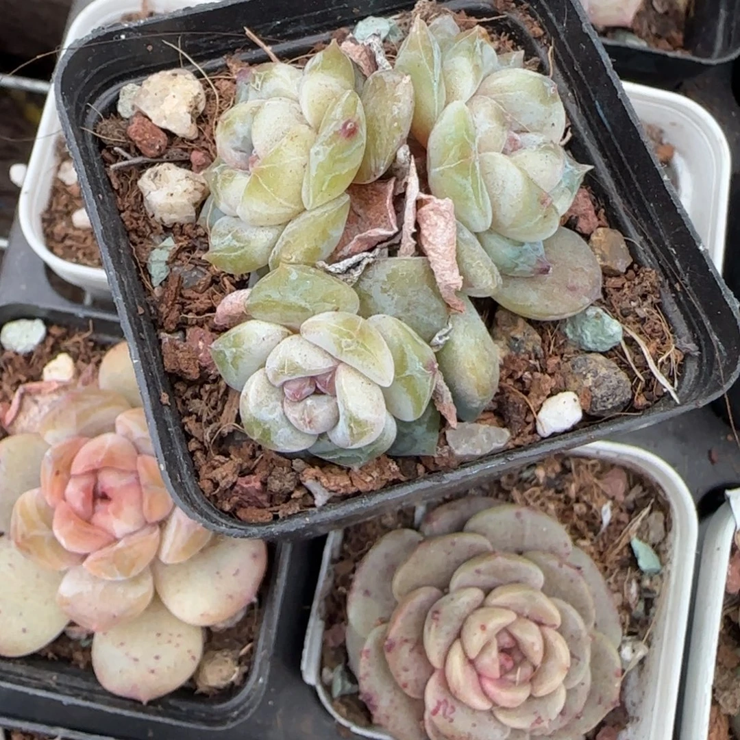 多肉小卡拉米糖心一物一拍