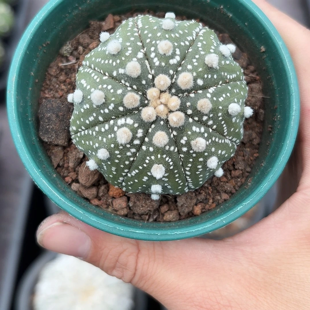 竞拍，脱土发，一物一拍