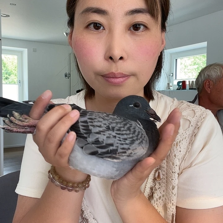 鸽子在德国可以下单