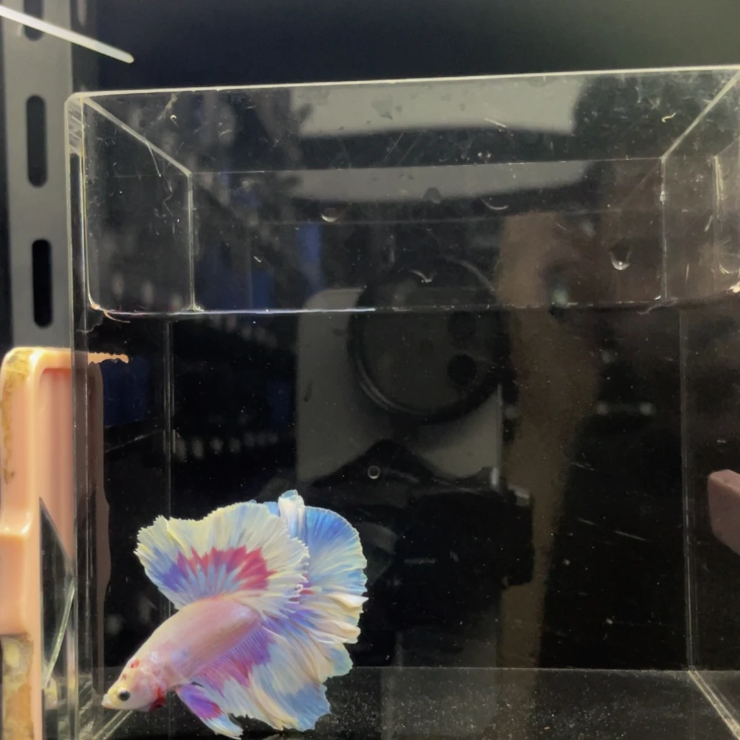 斗鱼Hahahahahah 536