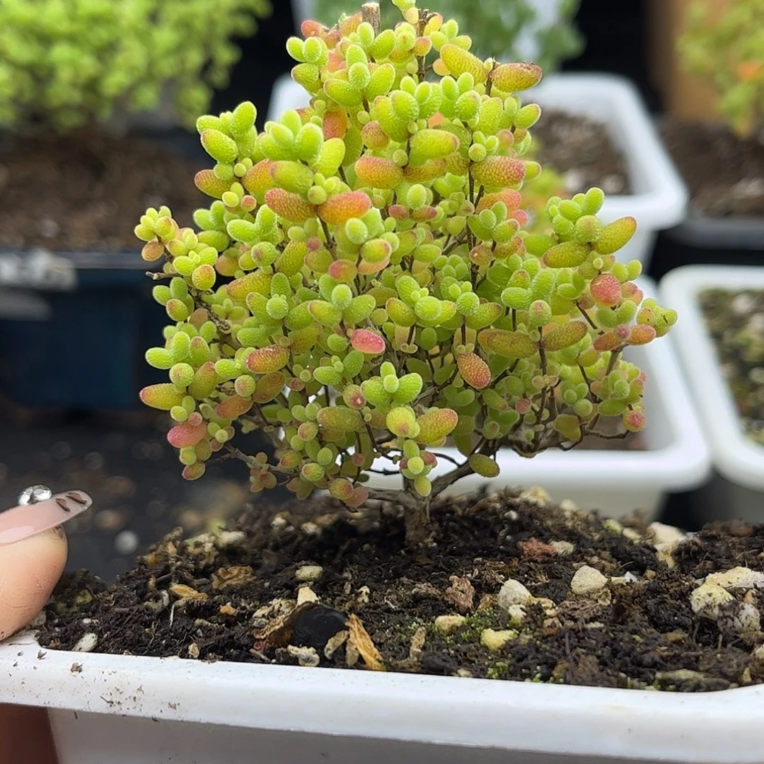 31蜜桔糖球优选枝干