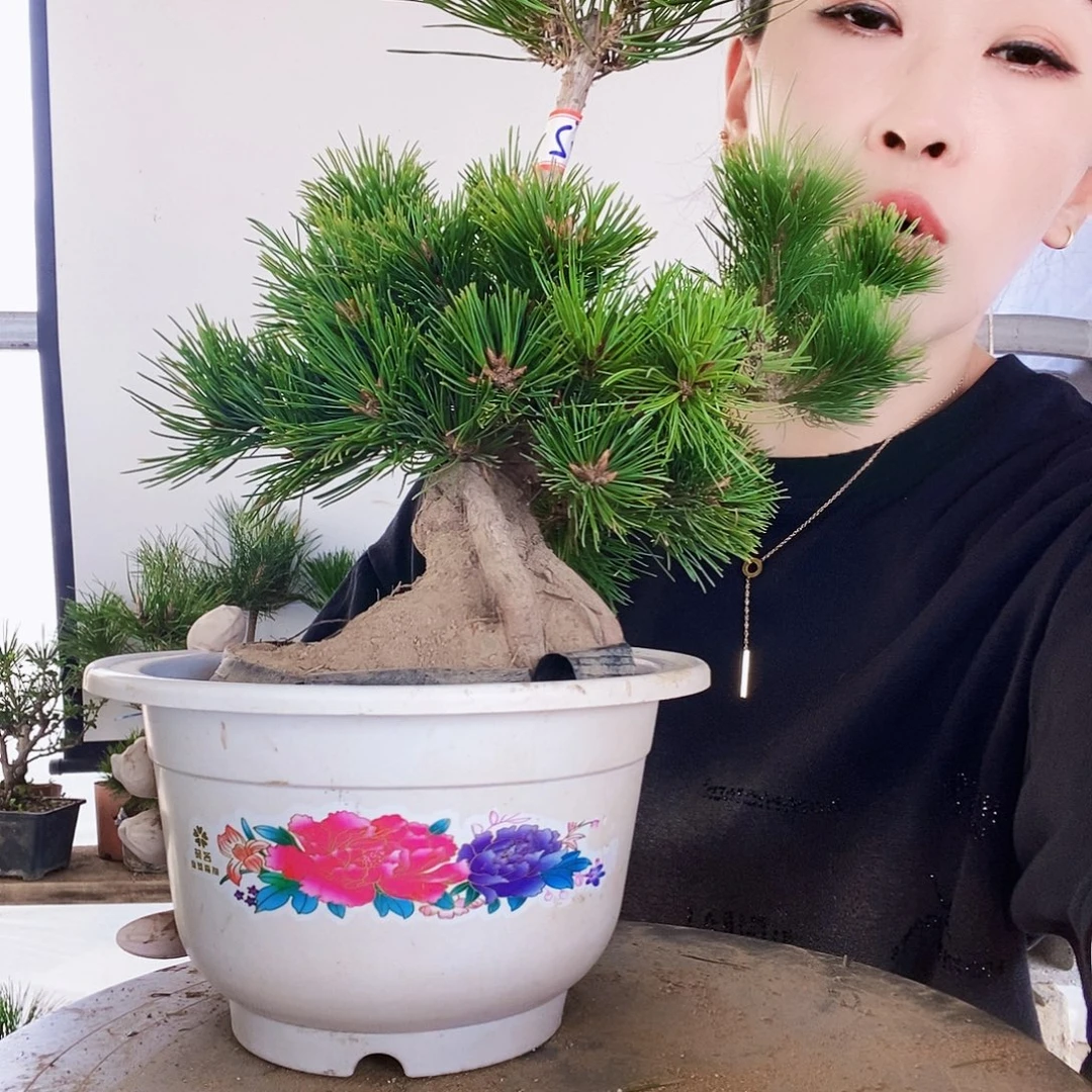 无花朵植物形态多年生草本