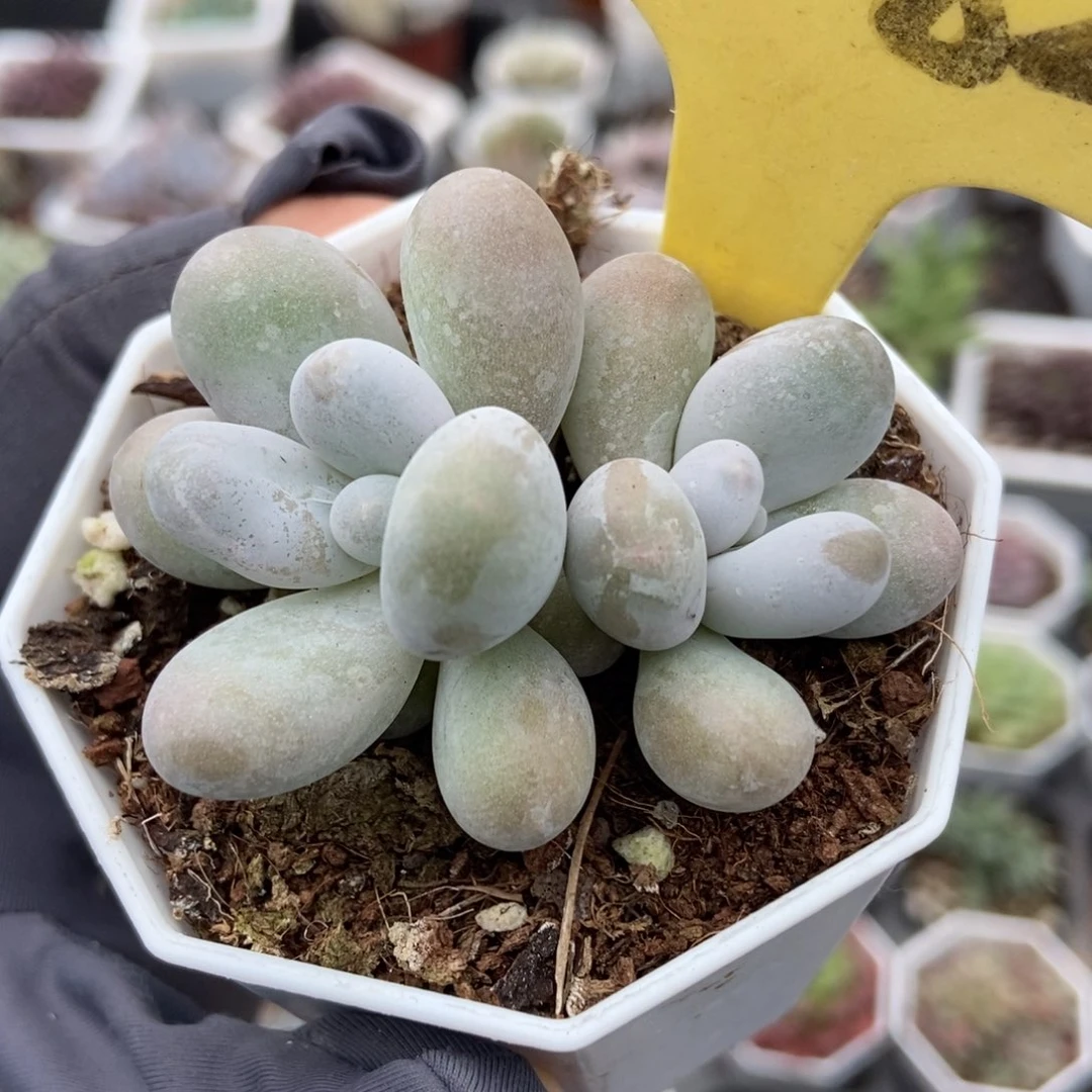 2082彩虹奶多肉植物
