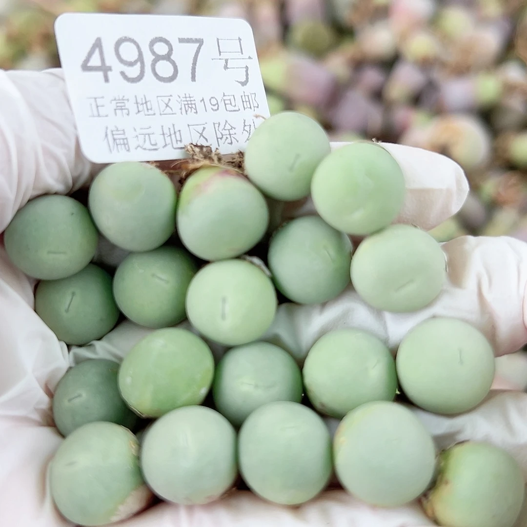 4987两年鸽子蛋20个1cm左右比较小特价处理