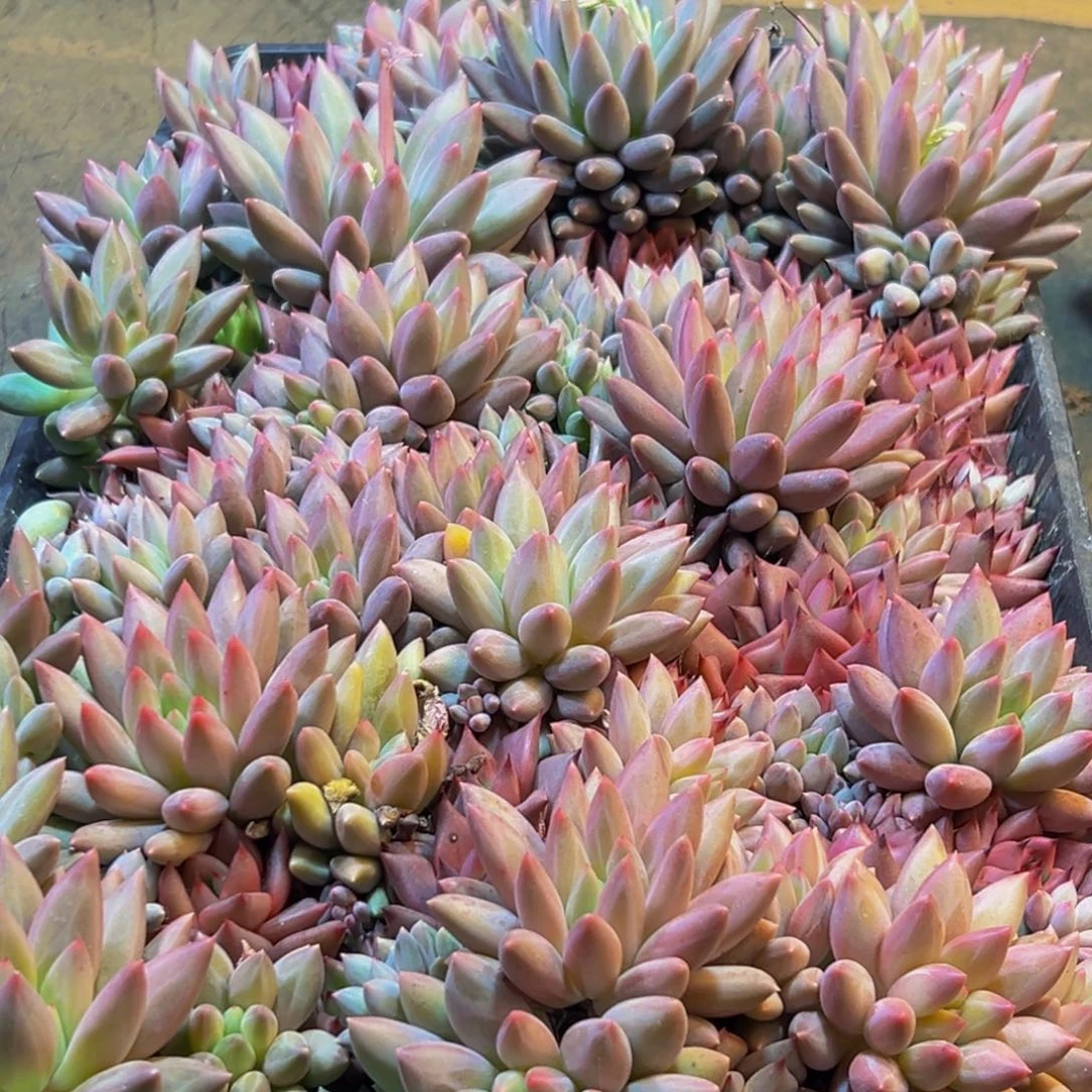 289多肉葡萄的味道是真的很好吃