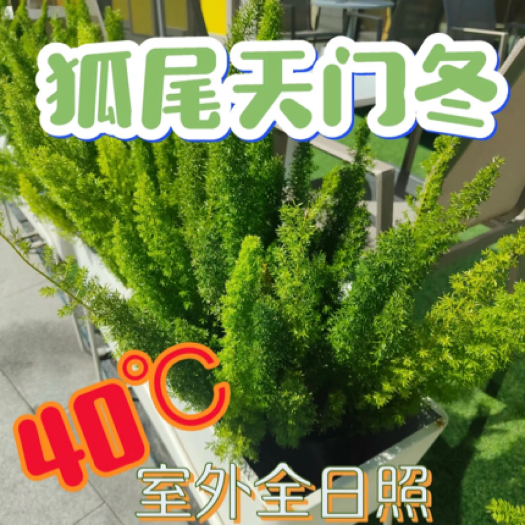 狐尾天门冬盆栽耐热耐寒四季常青好养易活适合阳台庭院