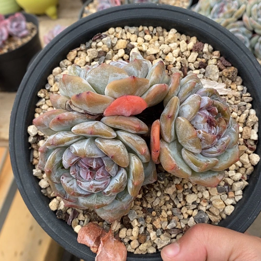 三头绿底紫心油脸