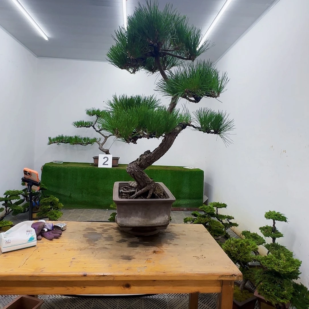 保****司盆景盆景盆景盆景盆景