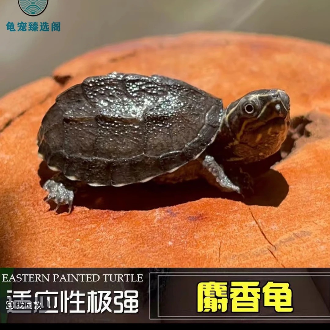 招财可爱龟龟专拍