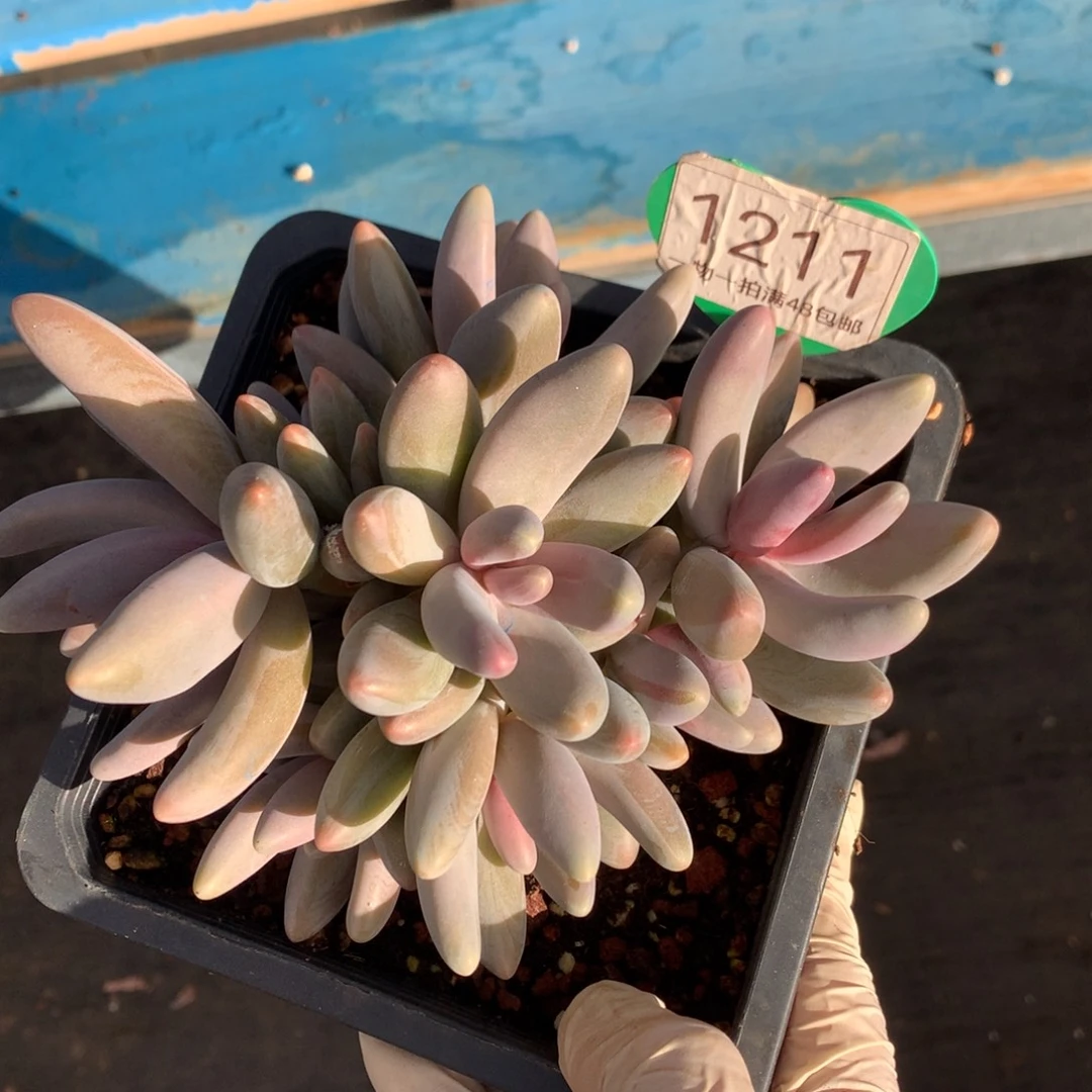 红手指无砍一物一拍1211