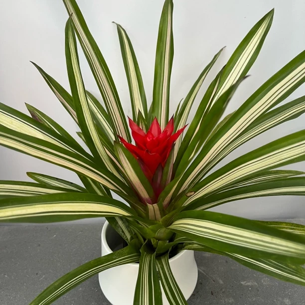 室内客厅办公室好养四季开花盆栽小红星凤梨花带花绿植