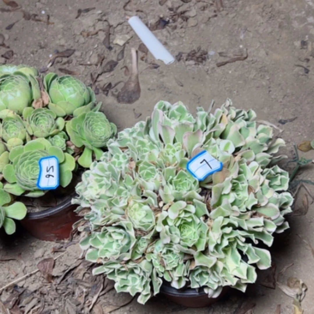 【闪购商品】安**石白凤7