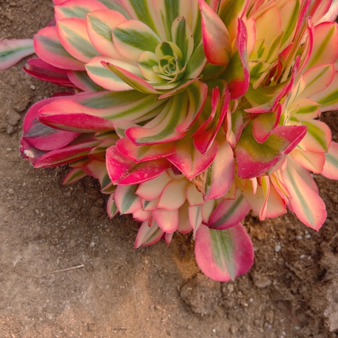 粉女巫手捧多肉植物