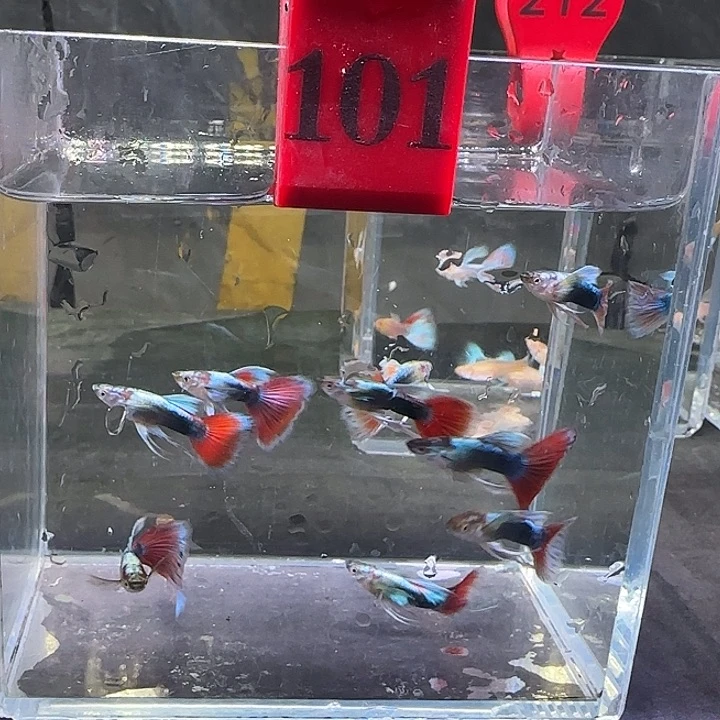 孔雀鱼101号10条