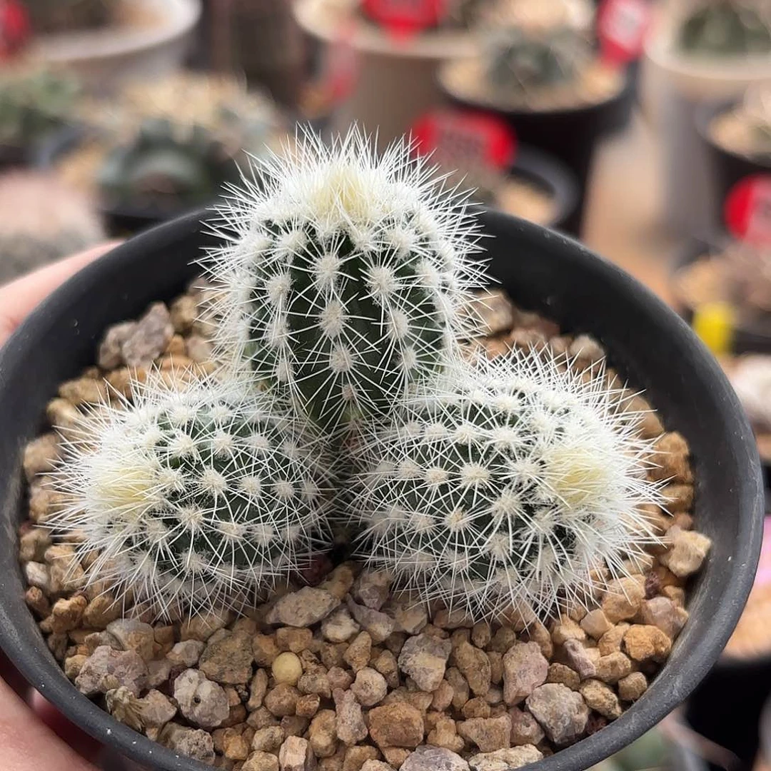 仙人球实生白云虾群生