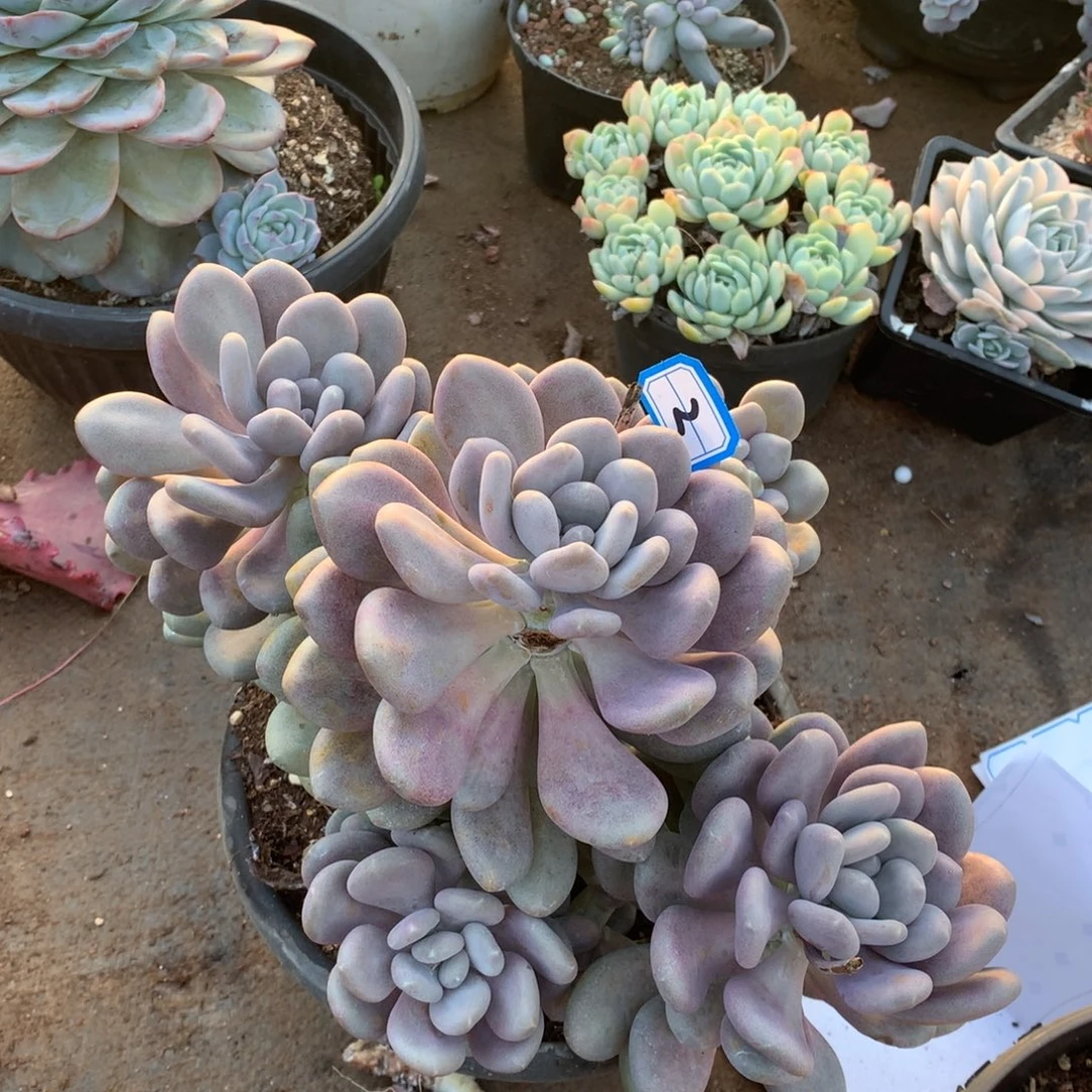 2月美人一物一拍多肉