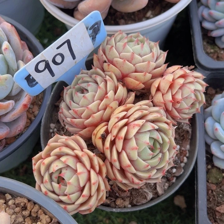 健健康康平平安安