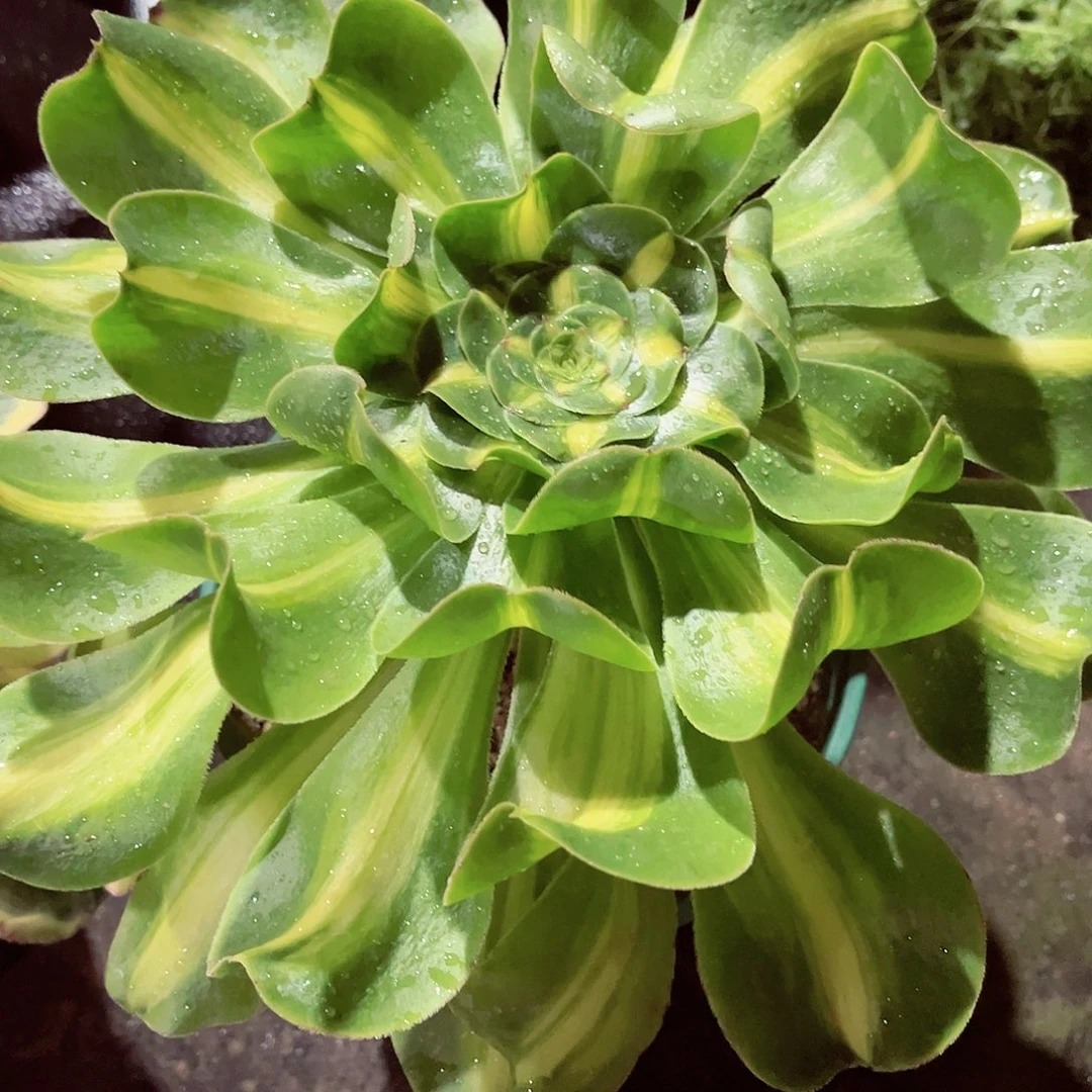 爆君法师多肉植物