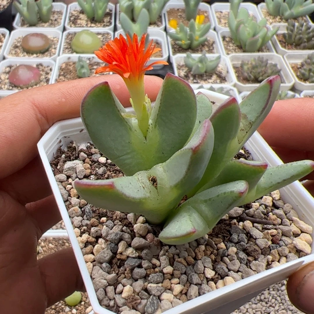 ****丁9.19多肉植物组合盆栽100