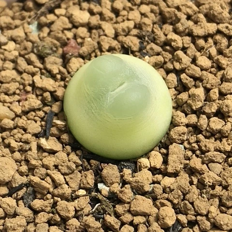 多肉肉锥 2Cm 日系拉登