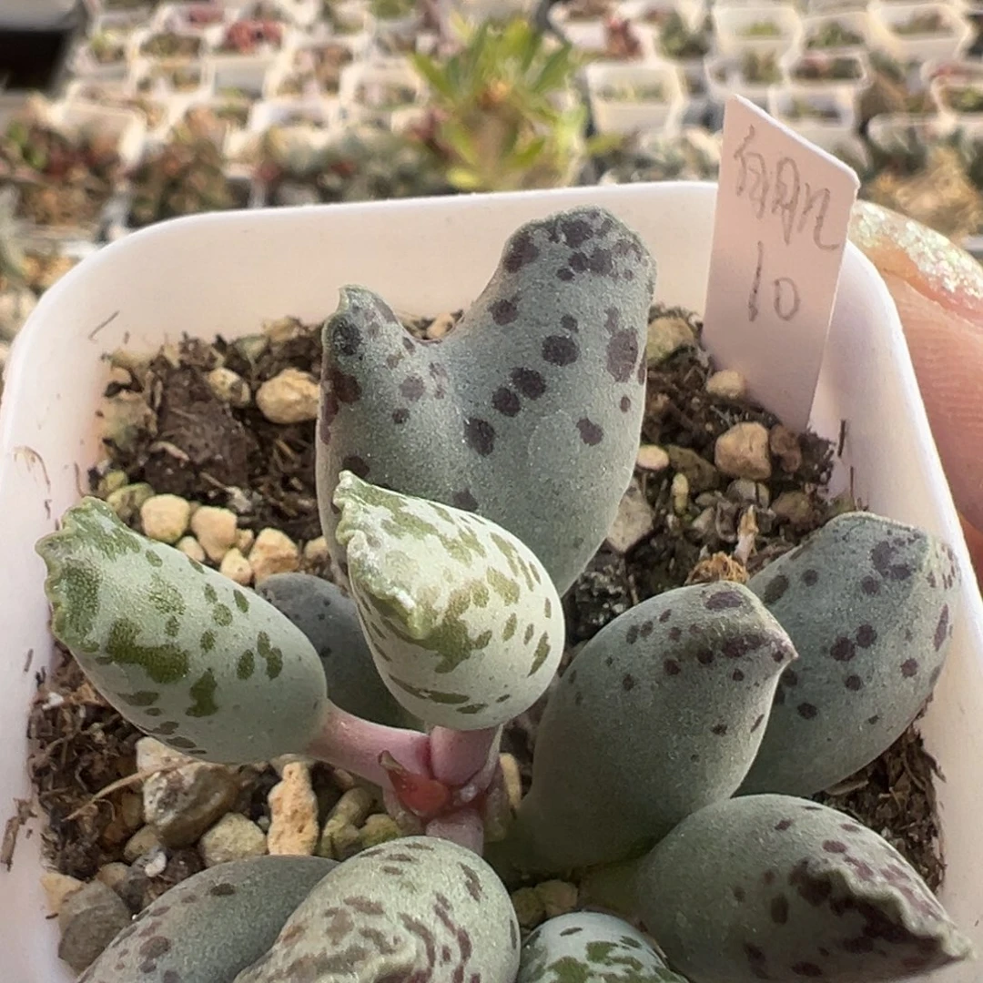 白肌海豹大苗多肉植物67