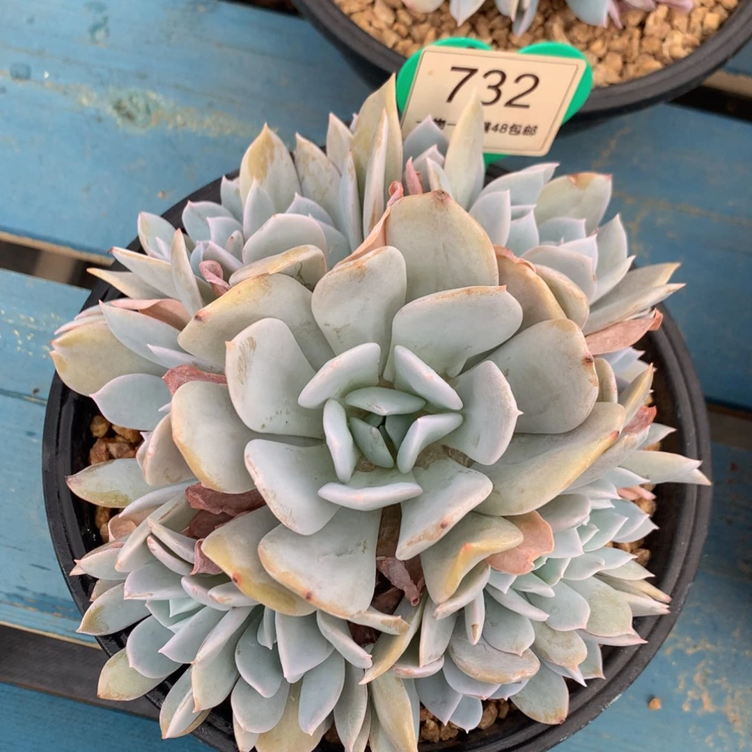 雪特老桩无砍捧花732