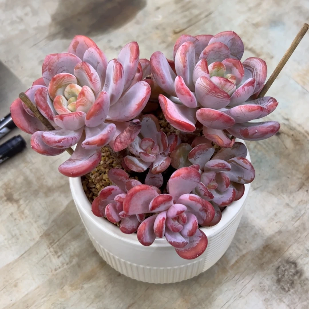 香橙48 零零多肉植物