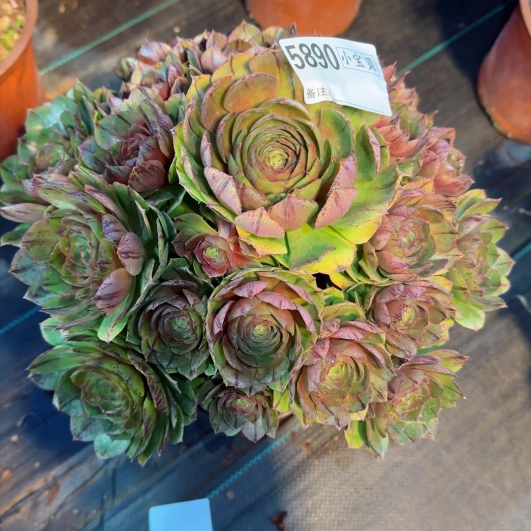 改**我5890多肉万拉丝多肉