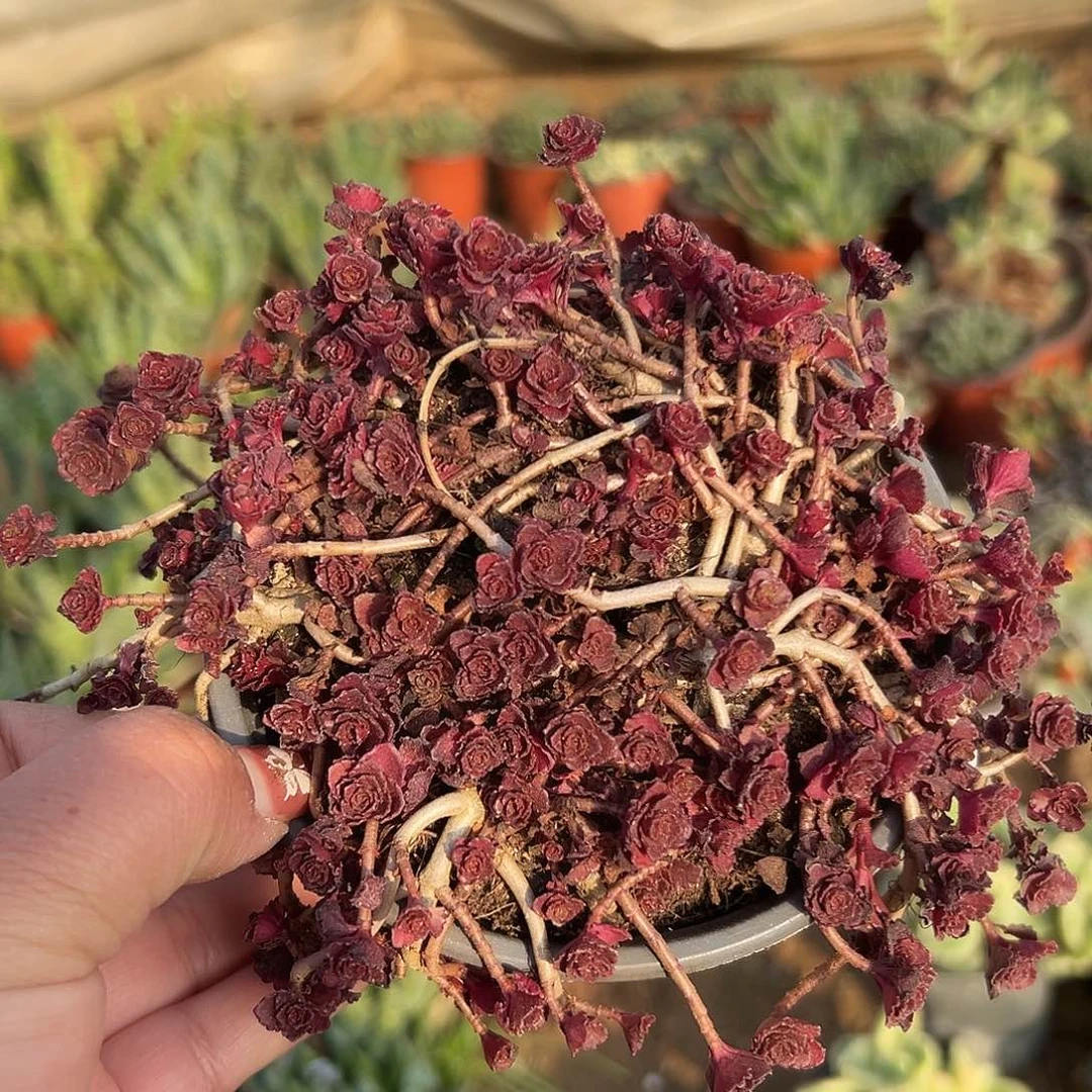 多肉植物小球玫瑰