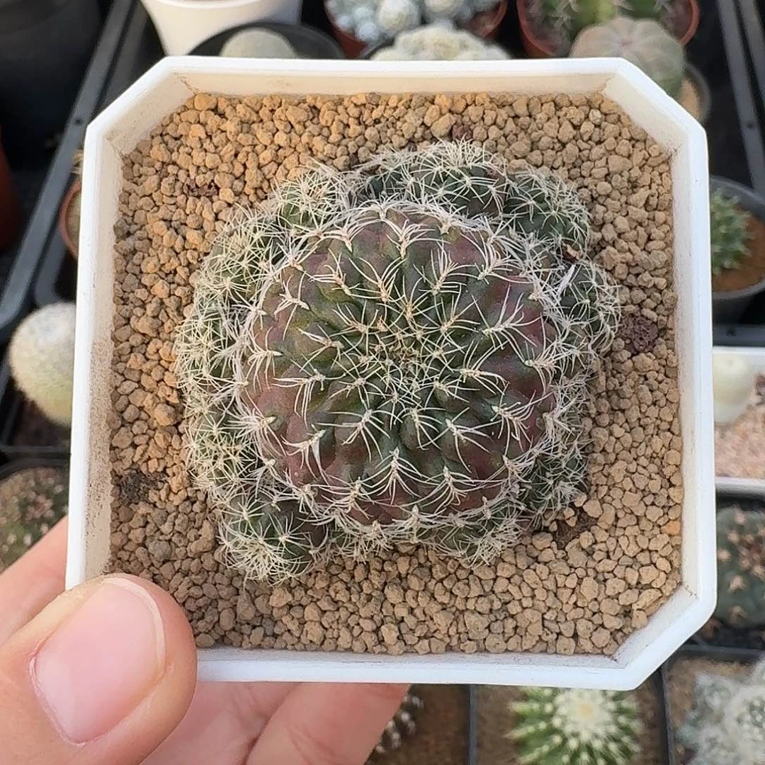 实生罗伯特仙人球12