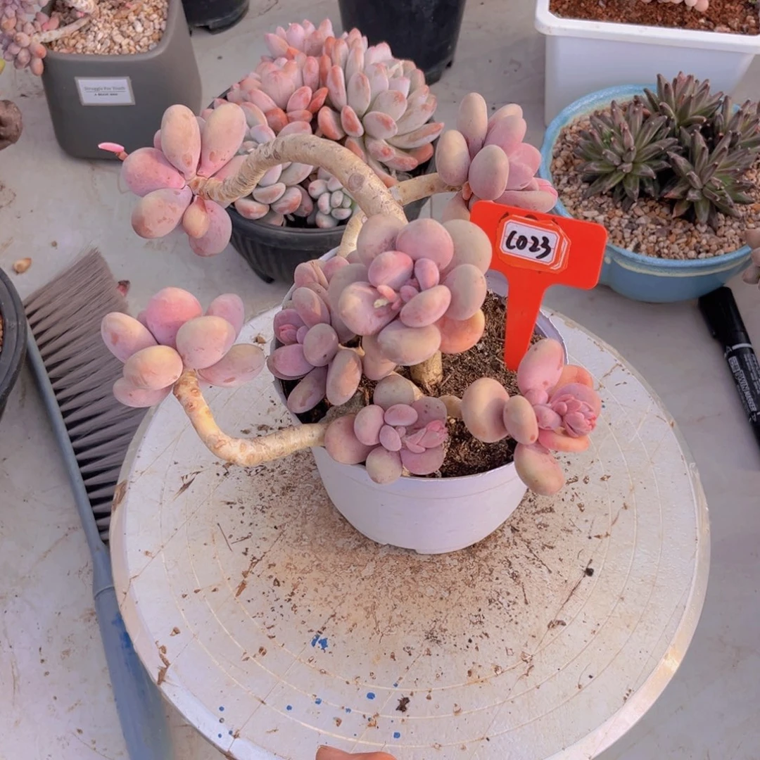 天**勤糖美人023多肉植物