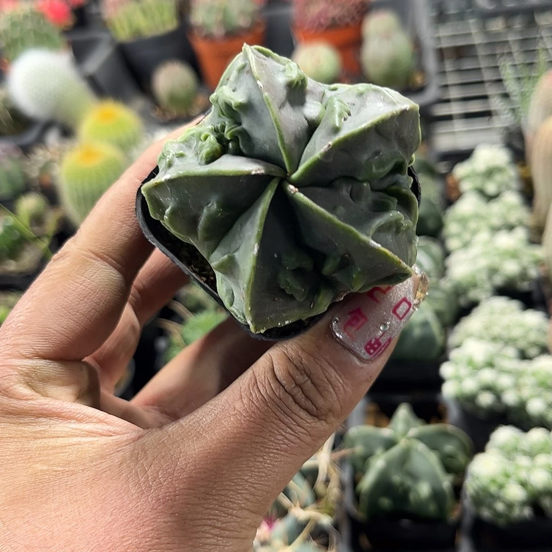 核桃鸾凤玉单头发货