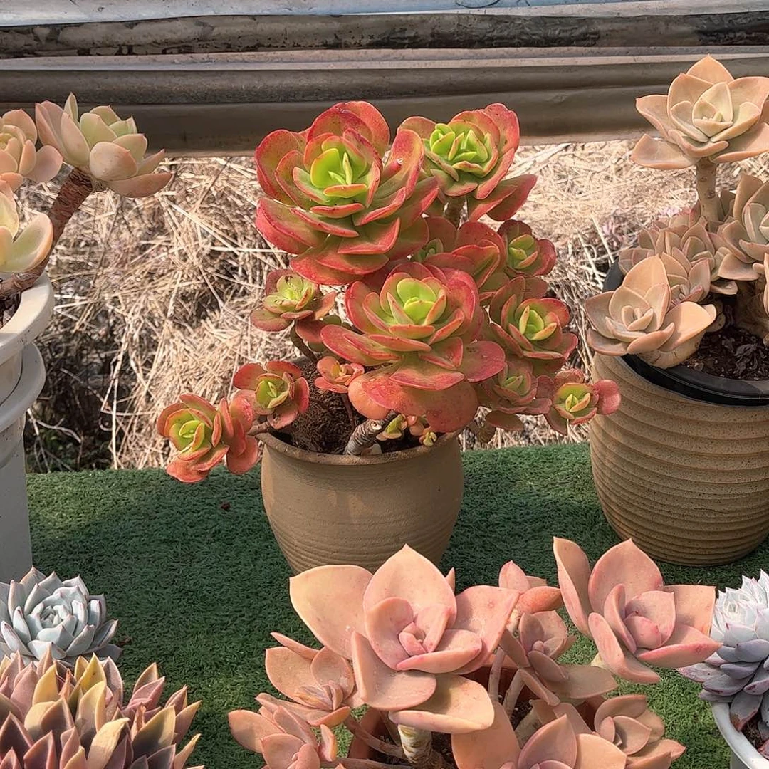 M**琴红梅多肉植物保护6