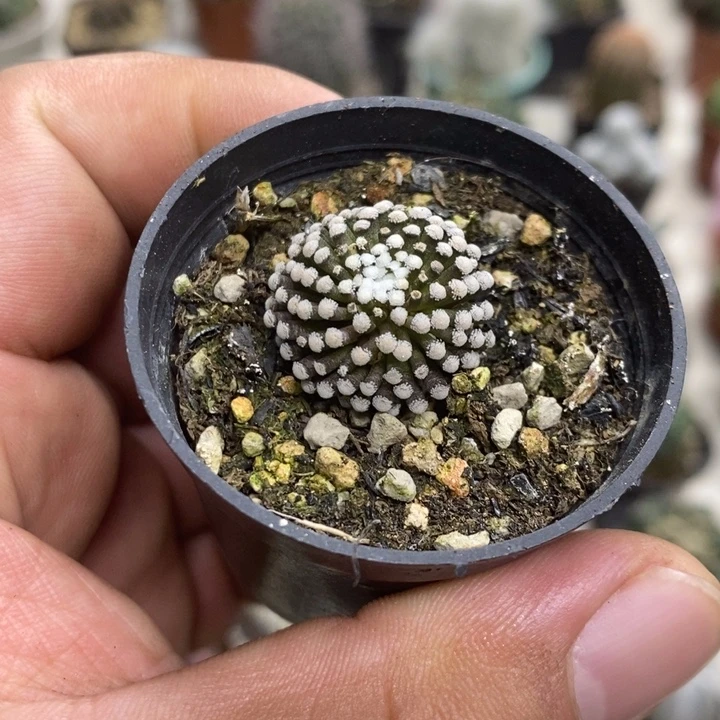 松针牡丹特价包邮