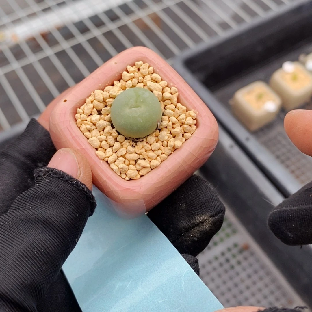 7774--一物一拍 带盆