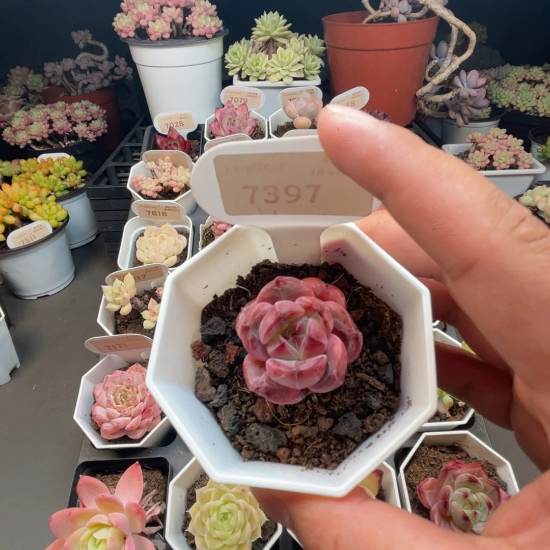 7397蜘蛛侠 4.5厘米