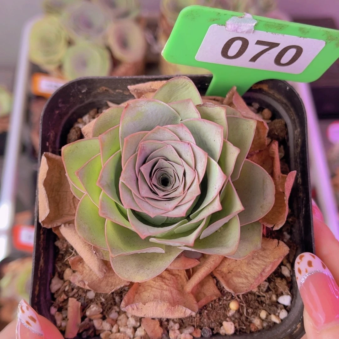 单品一物一拍070号