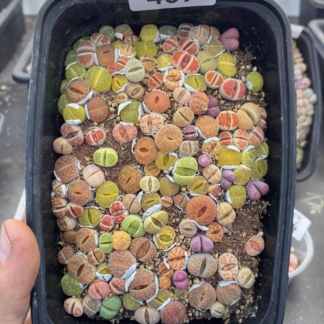 红陶000000000000000407