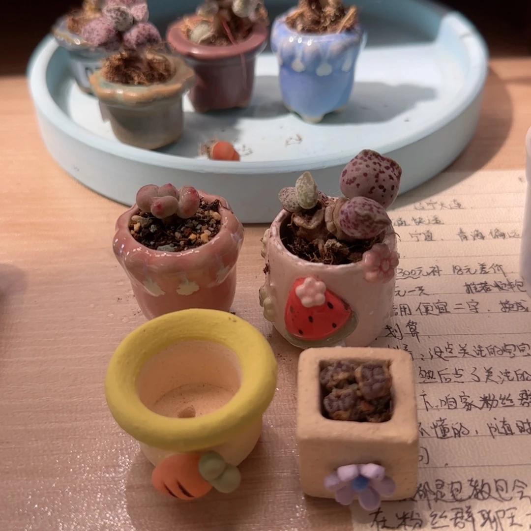 弦***语海豹种西瓜 蝴蝶勋章