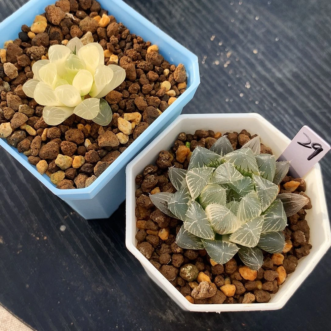 一物一拍，带盆带土