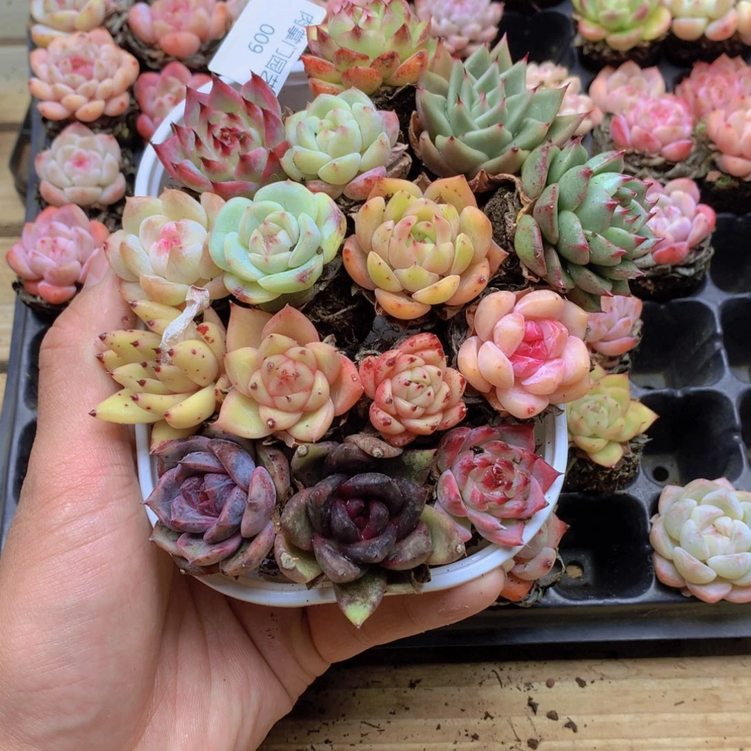 橘***橘我要去看你了啊009