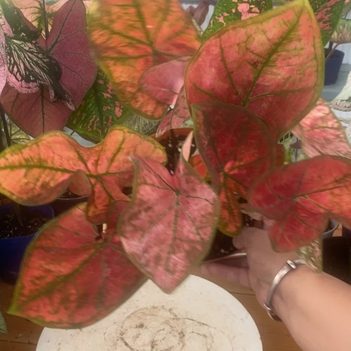 完全开放骄阳微瑕