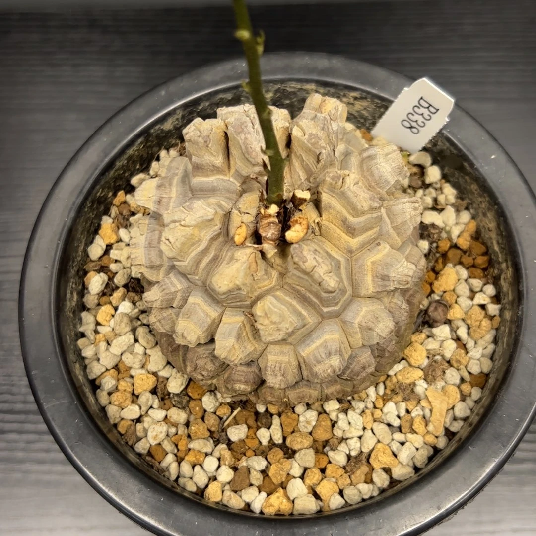 精品盆栽养定的龟甲龙338号