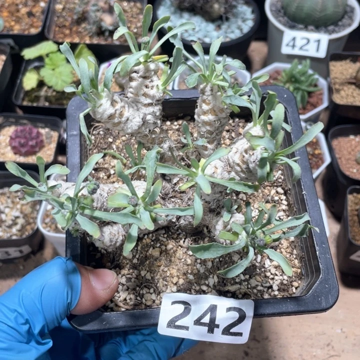 242大刨花角厚墩菊