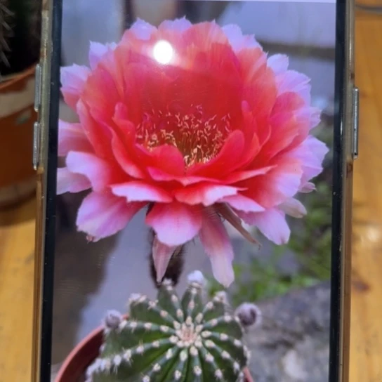 金刚1号6公分左右多变花福利