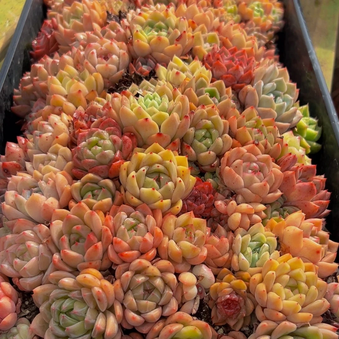 720多肉葡萄的味道是真的很