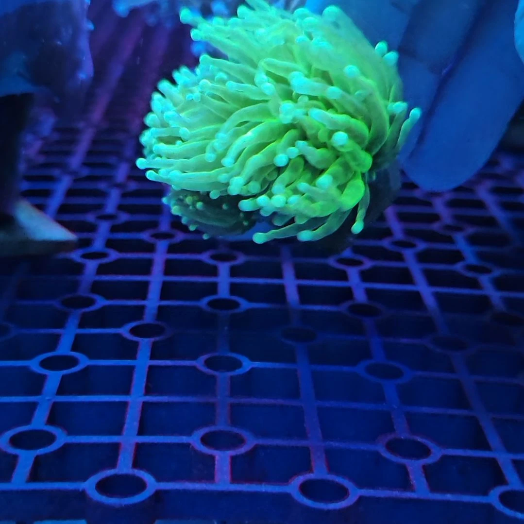 麻***司纽扣珊瑚花花珊瑚